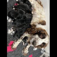 Cocker Spaniel (Working &amp; Show) - Both