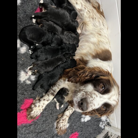Cocker Spaniel (Working &amp; Show) - Both