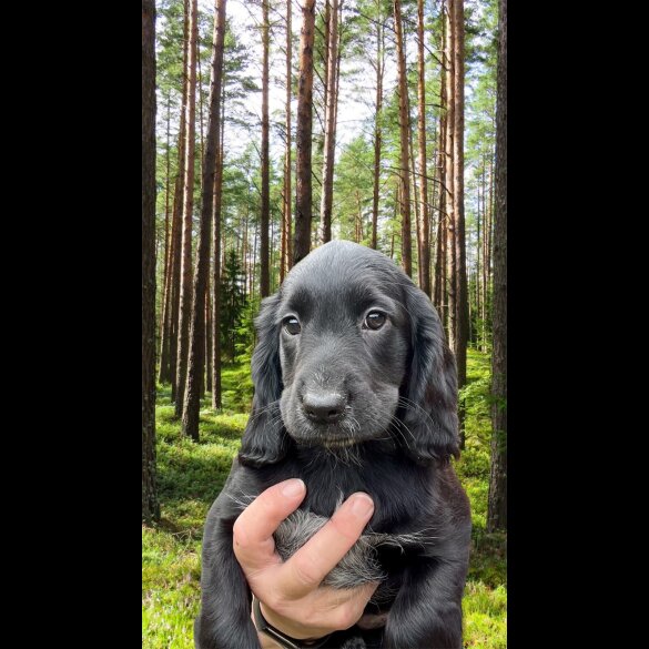 Cocker Spaniel (Working &amp; Show) - Both