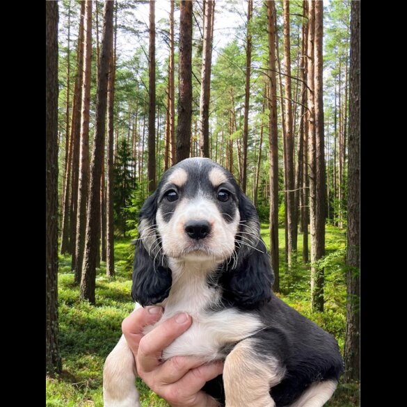 Cocker Spaniel (Working &amp; Show) - Both