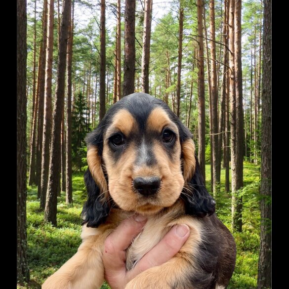 Cocker Spaniel (Working &amp; Show) - Both