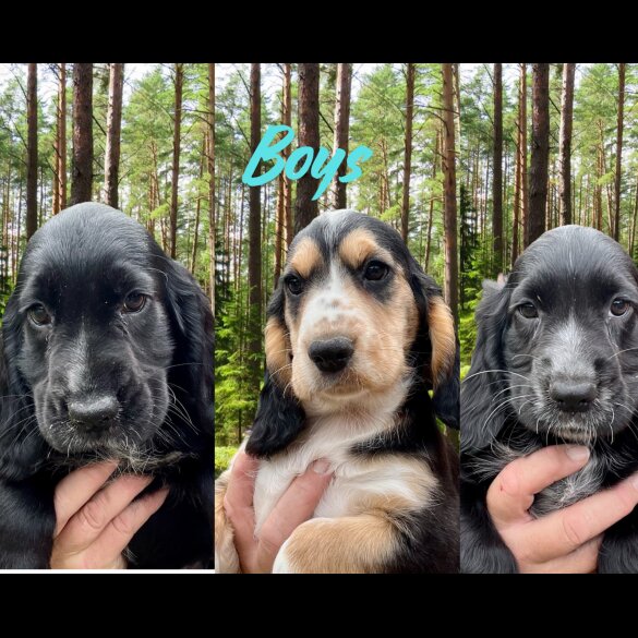 Cocker Spaniel (Working &amp; Show) - Both