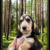 Cocker Spaniel (Working &amp; Show) - Both