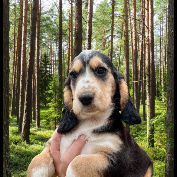Cocker Spaniel (Working &amp; Show) - Both