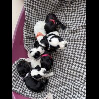 Cocker Spaniel (Working &amp; Show) - Both