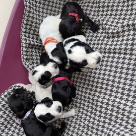 Cocker Spaniel (Working &amp; Show) - Both