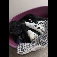 Cocker Spaniel (Working &amp; Show) - Both