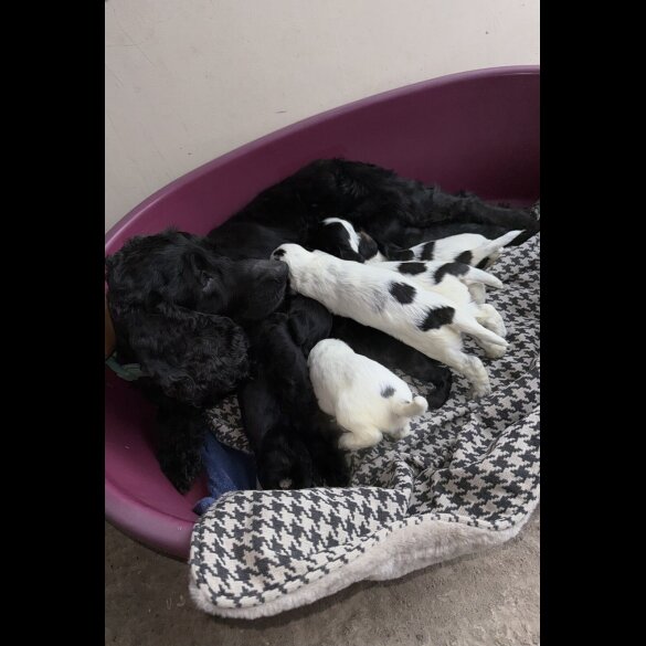 Cocker Spaniel (Working &amp; Show) - Both
