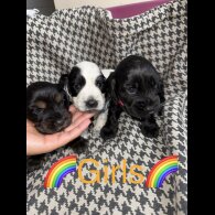Cocker Spaniel (Working &amp; Show) - Both