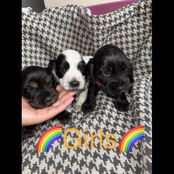 Cocker Spaniel (Working &amp; Show) - Both