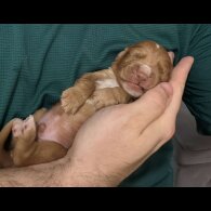 Cocker Spaniel (Working &amp; Show) - Both