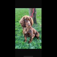Cocker Spaniel (Working &amp; Show) - Both