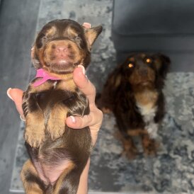 Cocker Spaniel (Working &amp; Show) - Both
