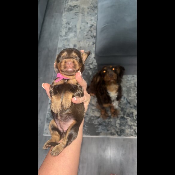 Cocker Spaniel (Working &amp; Show) - Both
