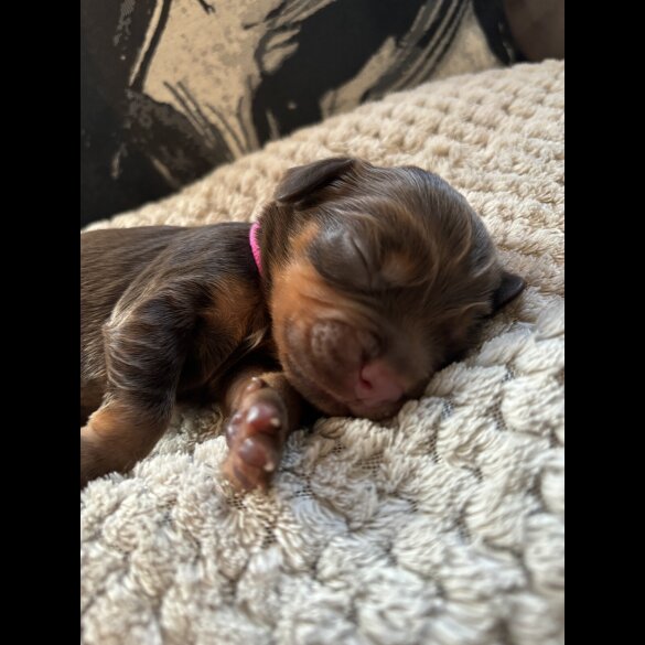 Cocker Spaniel (Working &amp; Show) - Both