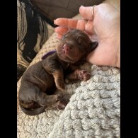 Cocker Spaniel (Working &amp; Show) - Both