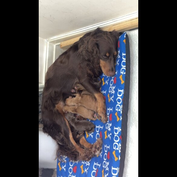 Cocker Spaniel (Working &amp; Show) - Both
