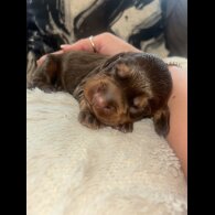 Cocker Spaniel (Working &amp; Show) - Both