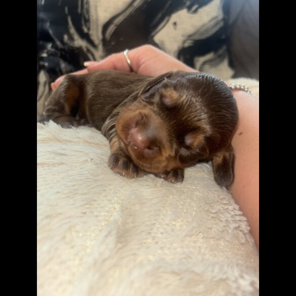 Cocker Spaniel (Working &amp; Show) - Both