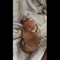 Cocker Spaniel (Working &amp; Show) - Both