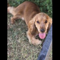 Cocker Spaniel (Working &amp; Show)
