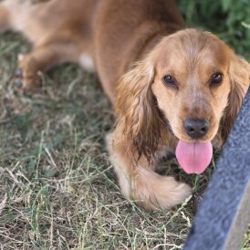 Cocker Spaniel (Working &amp; Show)