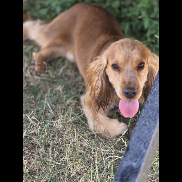 Cocker Spaniel (Working &amp; Show)