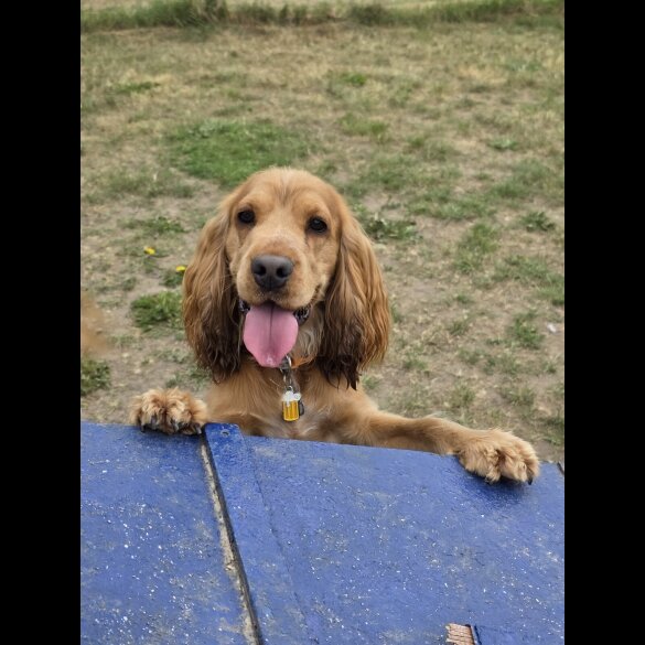 Cocker Spaniel (Working &amp; Show)