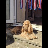 Cocker Spaniel (Working &amp; Show)