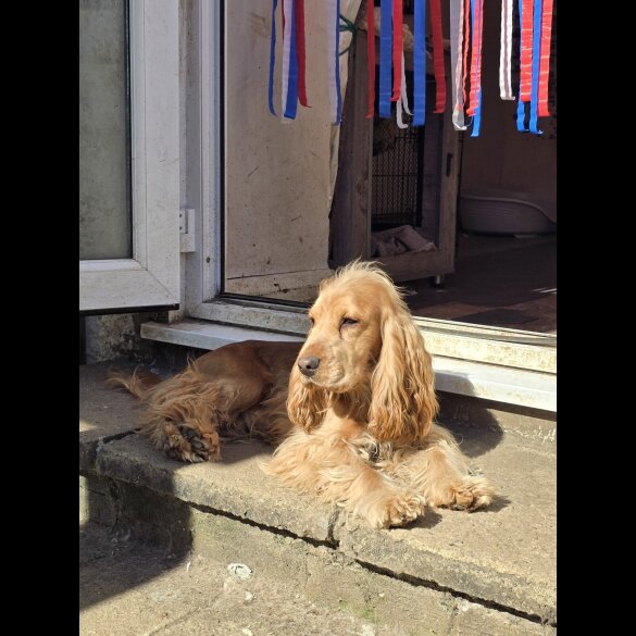 Cocker Spaniel (Working &amp; Show)