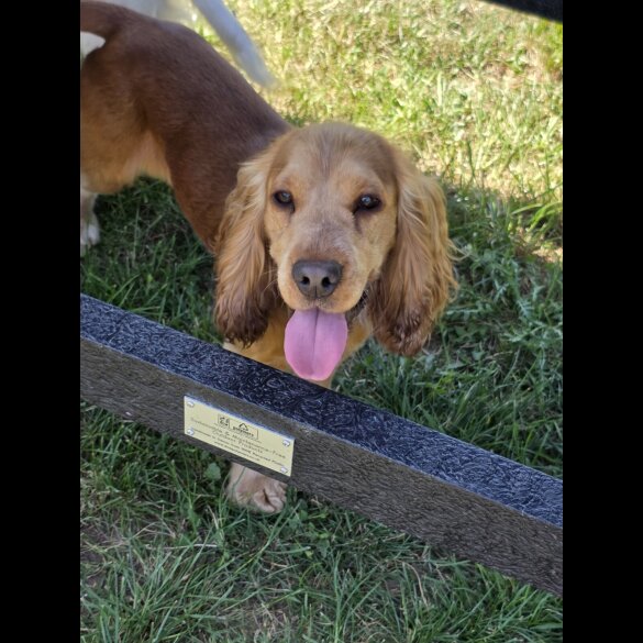 Cocker Spaniel (Working &amp; Show)