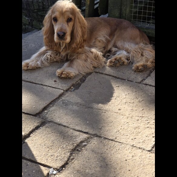 Cocker Spaniel (Working &amp; Show)