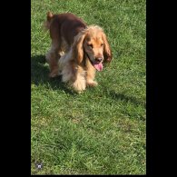 Cocker Spaniel (Working &amp; Show)