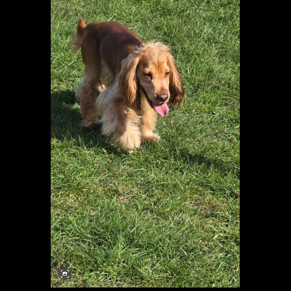 Cocker Spaniel (Working &amp; Show)