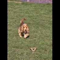 Cocker Spaniel (Working &amp; Show)