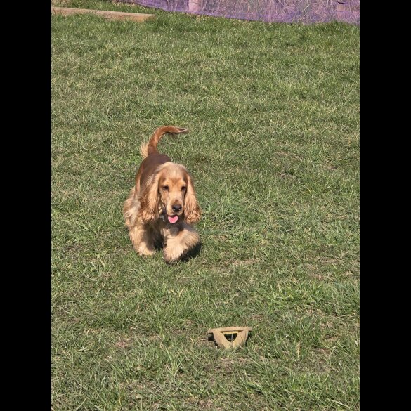 Cocker Spaniel (Working &amp; Show)