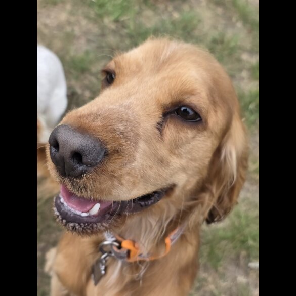 Cocker Spaniel (Working &amp; Show)