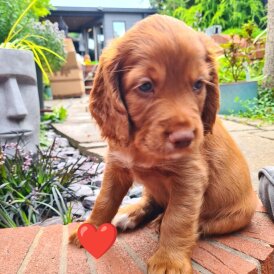 Cocker Spaniel (Working &amp; Show) - Both