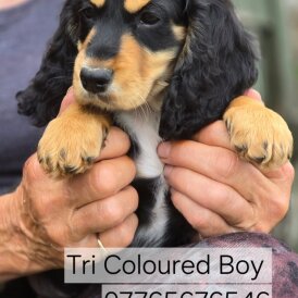 Cocker Spaniel (Working &amp; Show) - Both