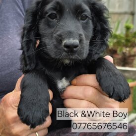 Cocker Spaniel (Working &amp; Show) - Both
