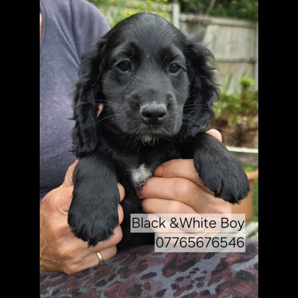 Cocker Spaniel (Working &amp; Show) - Both