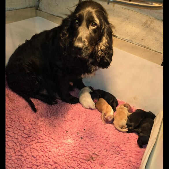 Cocker Spaniel (Working &amp; Show) - Both