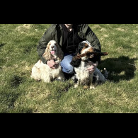 Cocker Spaniel (Working &amp; Show)