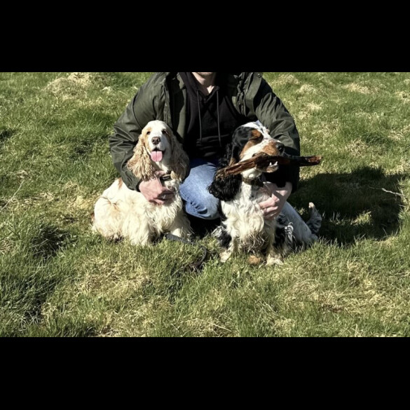 Cocker Spaniel (Working &amp; Show)