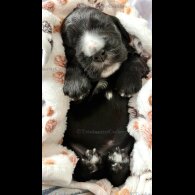 Cocker Spaniel (Working &amp; Show) - Both