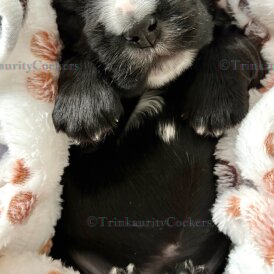 Cocker Spaniel (Working &amp; Show) - Both