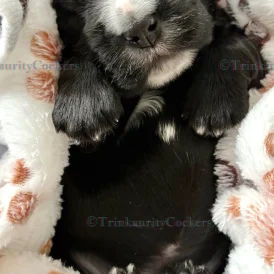 Cocker Spaniel (Working &amp; Show) - Both