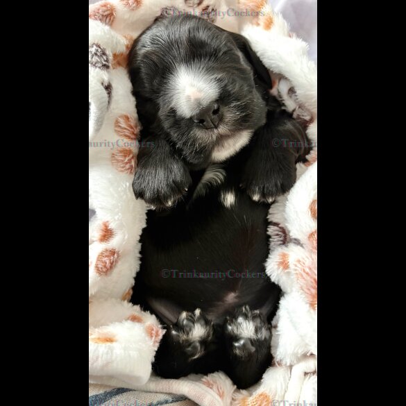 Cocker Spaniel (Working &amp; Show) - Both