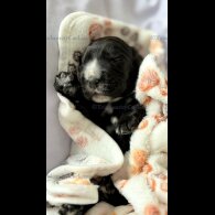 Cocker Spaniel (Working &amp; Show) - Both