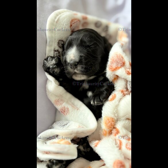 Cocker Spaniel (Working &amp; Show) - Both